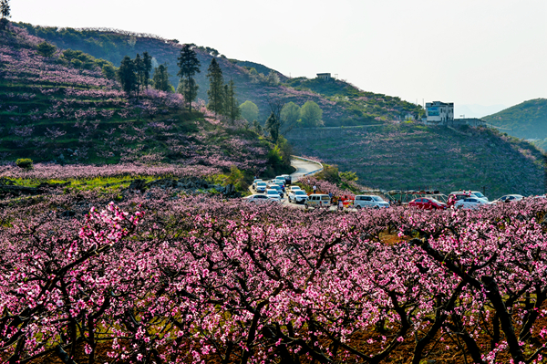 顶效“桃花谷”才是四海八荒最美的桃花