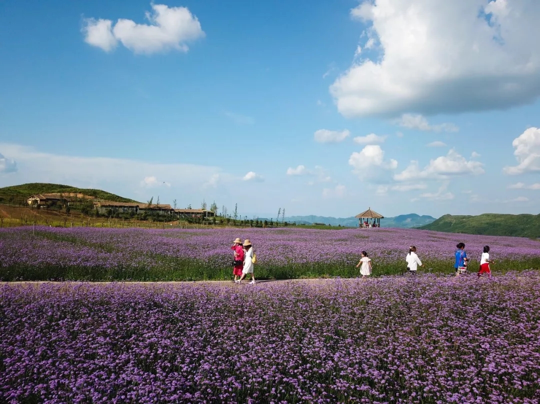 又一片绝美花海悄悄盛开！五月带你到紫色草原撒野去！