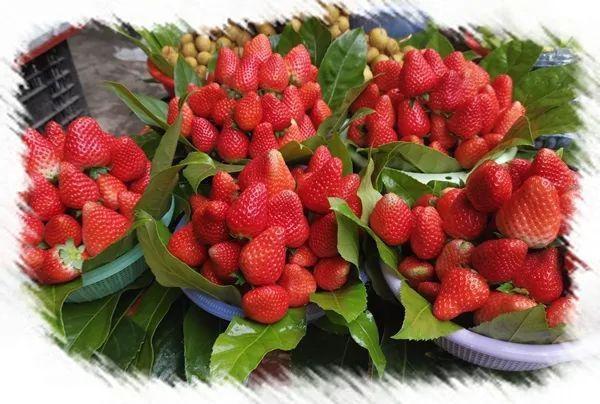 来万峰林，享受冬日里的“莓”好时光！