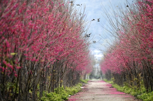 安龙县国家现代农业产业园里的樱花绽放