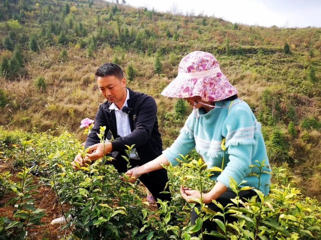茶香满园～义龙新区300亩黄茶全面开采！