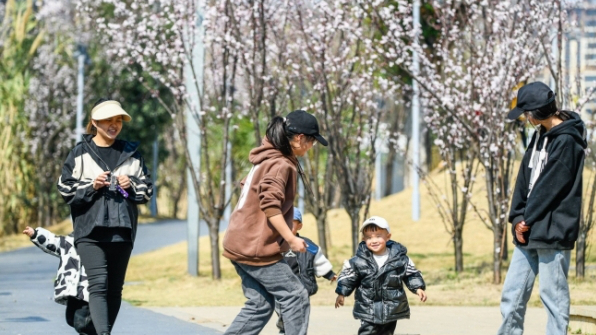 兴义市湿地公园紫叶李花开繁茂引市民前往赏花