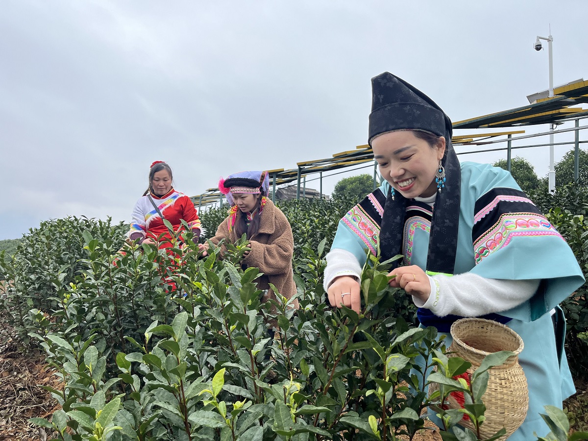 2023年“贵州绿茶”第一采活动在普安县举行
