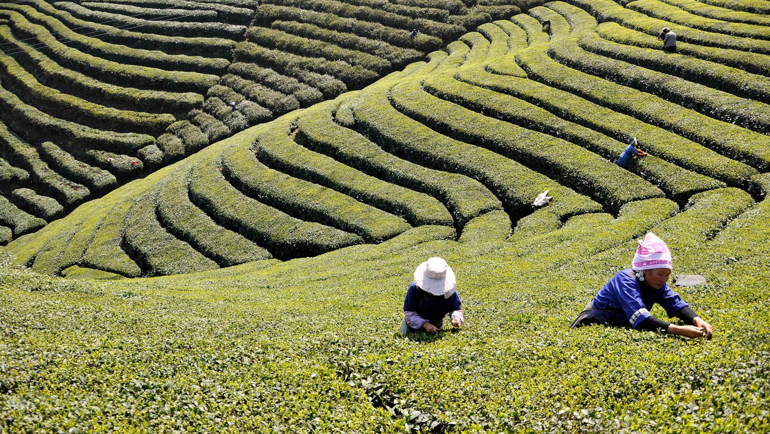 茶香中的富民协奏曲||普安红茶产业发展综述