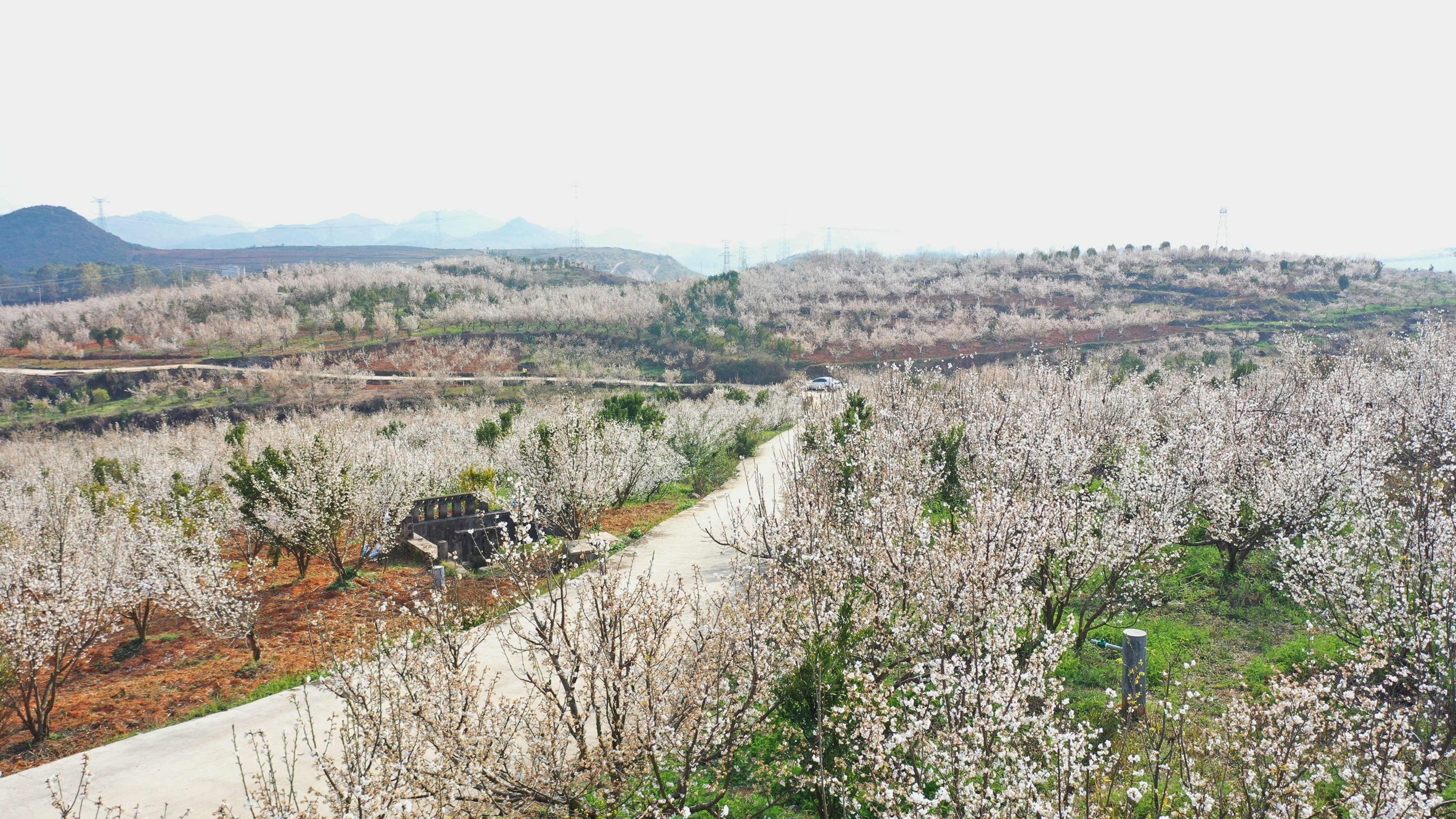 安龙樱花绽放迎客来