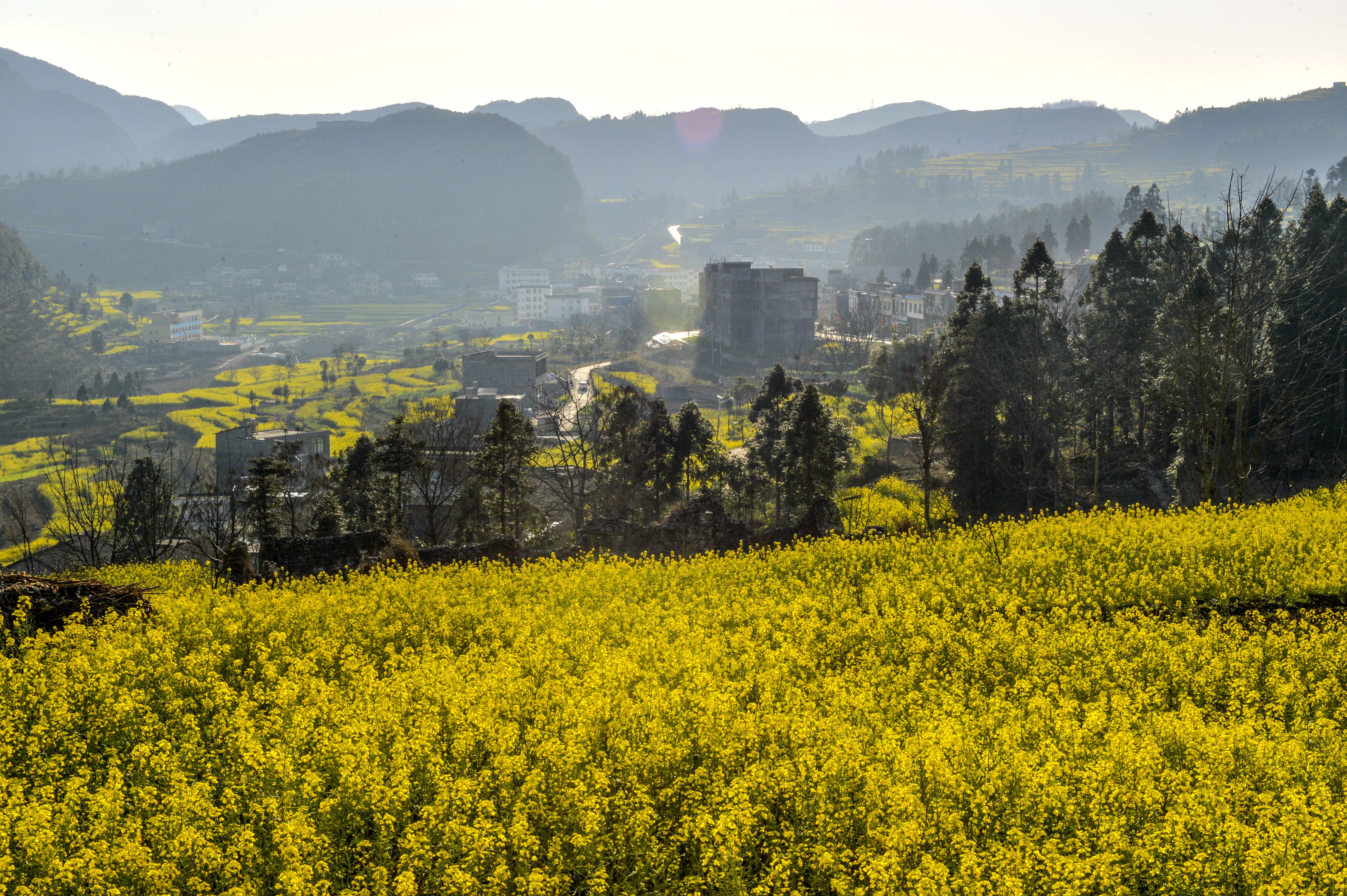 兴义市：油菜花开春意浓 卧戛村里添新景